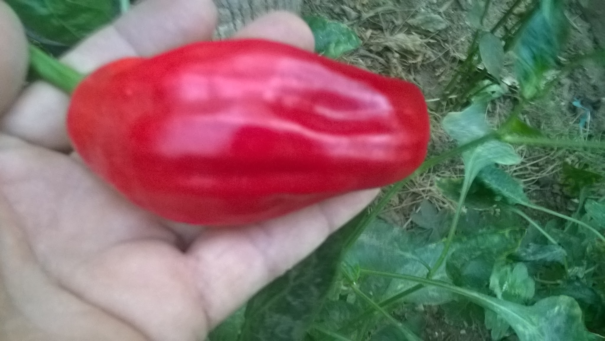 History Of Chili Peppers