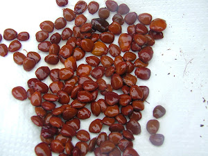Semillas de Ceratonia siliqua