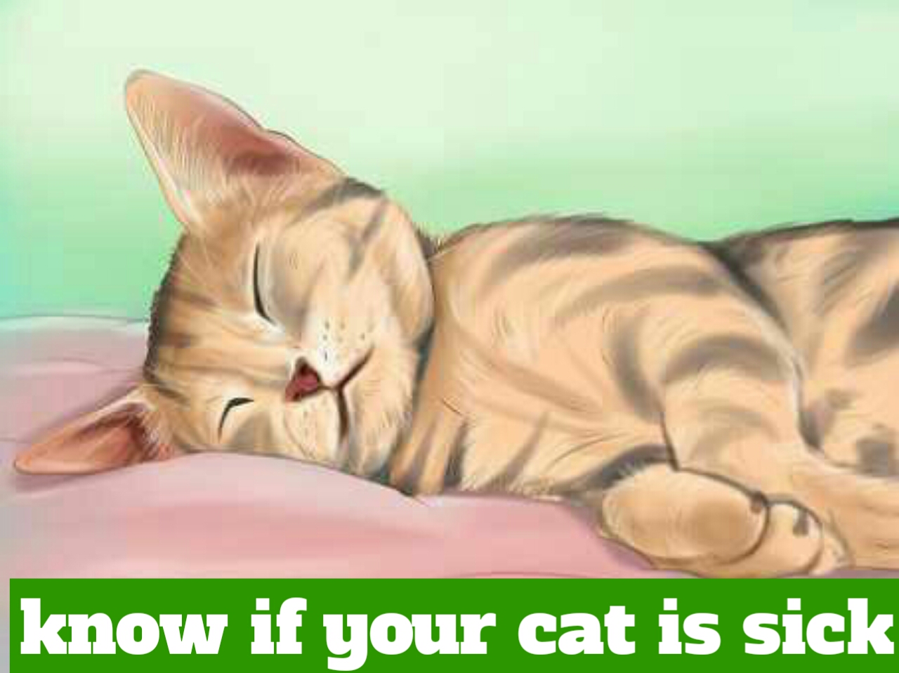 The pets care Best ways to know if your cat is ill