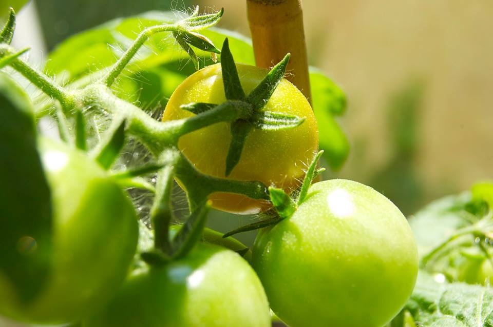 WIESENGENUSS: GRÜNE TOMATEN CHUTNEY