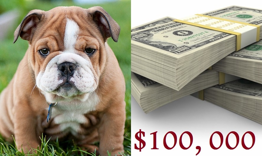 Will you sell your dog for 100, 000? DNB Stories Africa