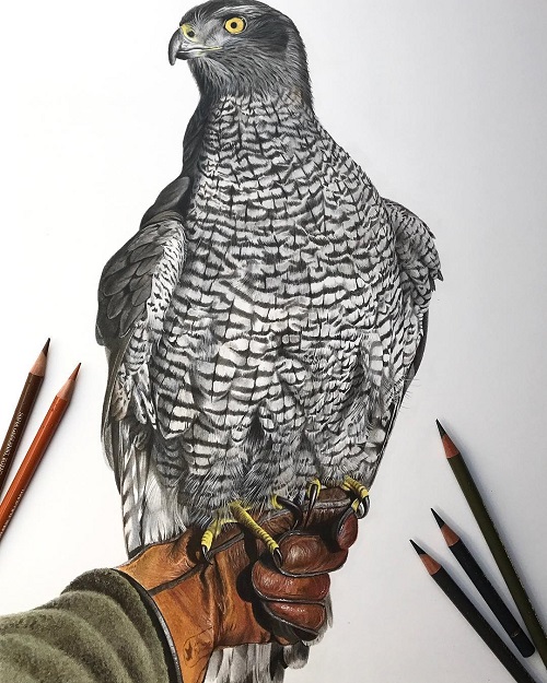 My Owl Barn: Realistic Pencil Colored Wildlife and Pet Portraits