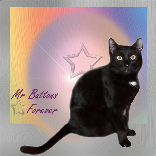 Mr. Buttons - Heaven gains a new Angel