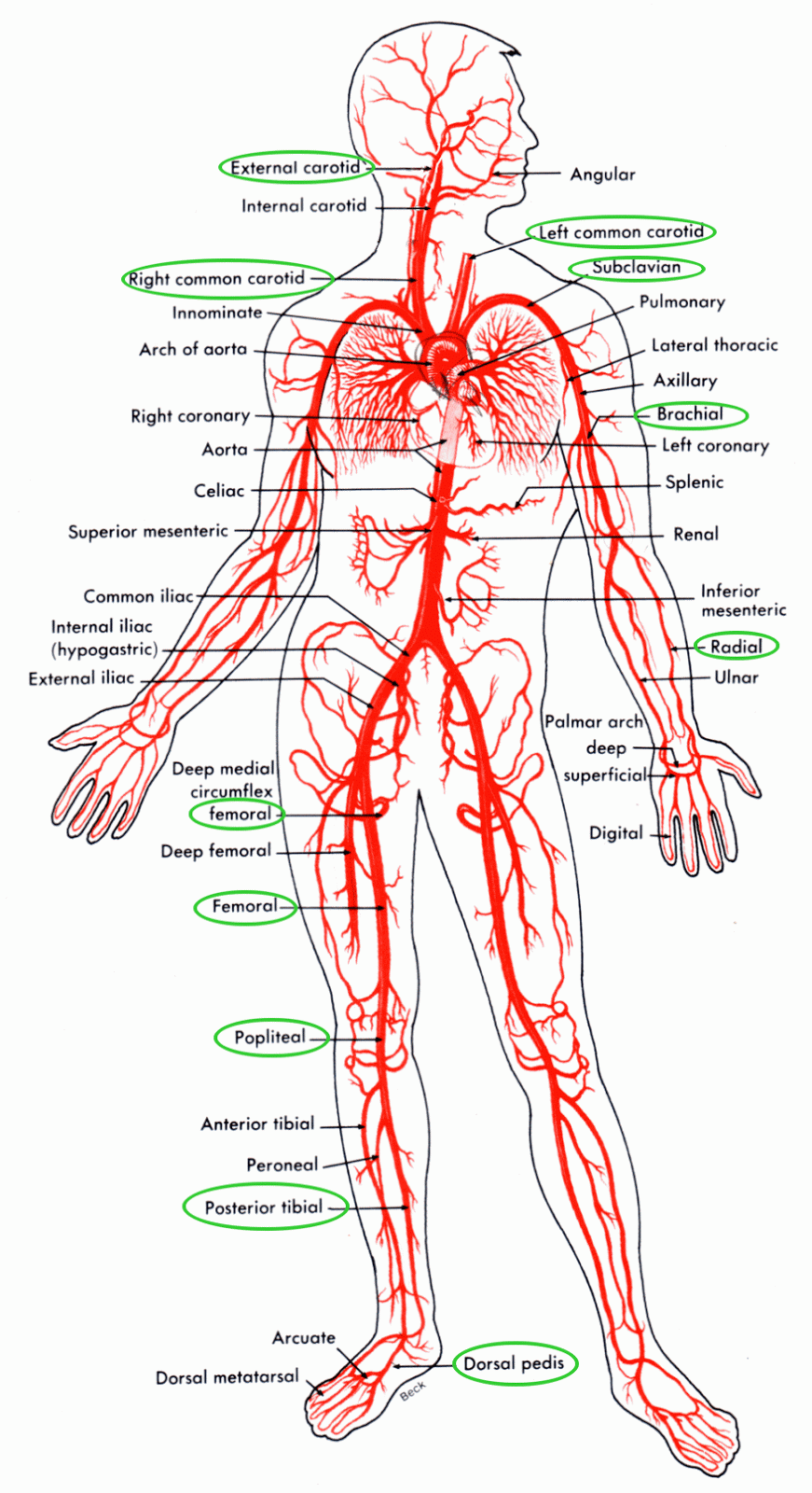 Diagram Of Veins And Arteries