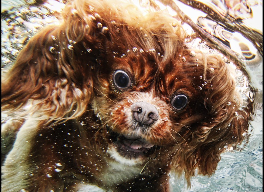 funny+dog+under+water+photography+animal