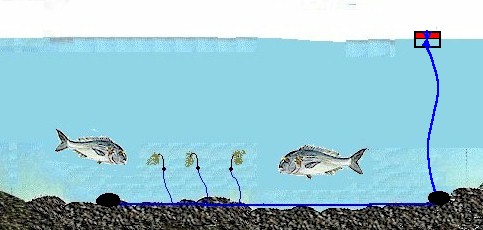 Çipura Avı, Çipura Tutma