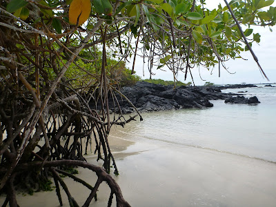 Rhizophora mangle - Red Mangrove, Galapagos