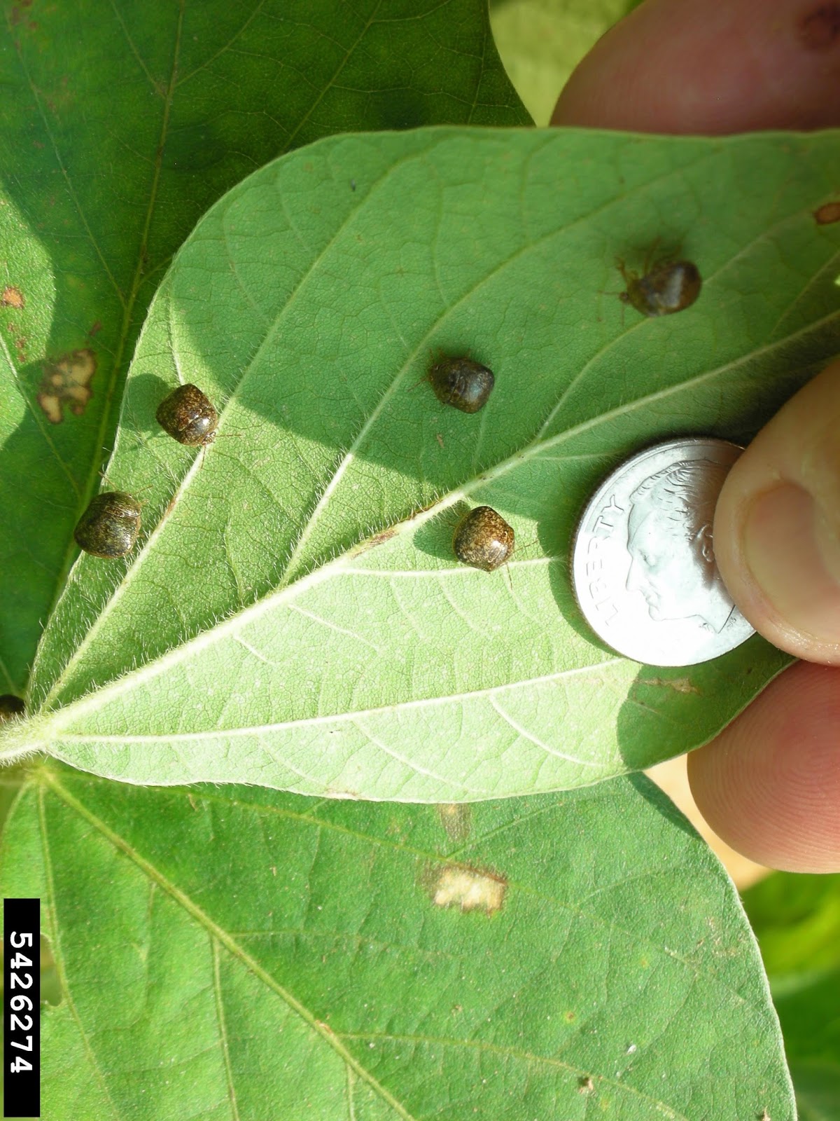 Grain Crops Update Kudzu Bugs Found in Kentucky