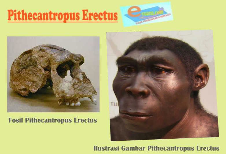 Perdebatan antara pithecantropus ke erectus