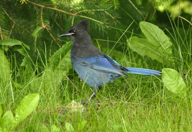 Birds Gone Wild: Cruisin II - Icy Strait and Ketchikan (#178-181)