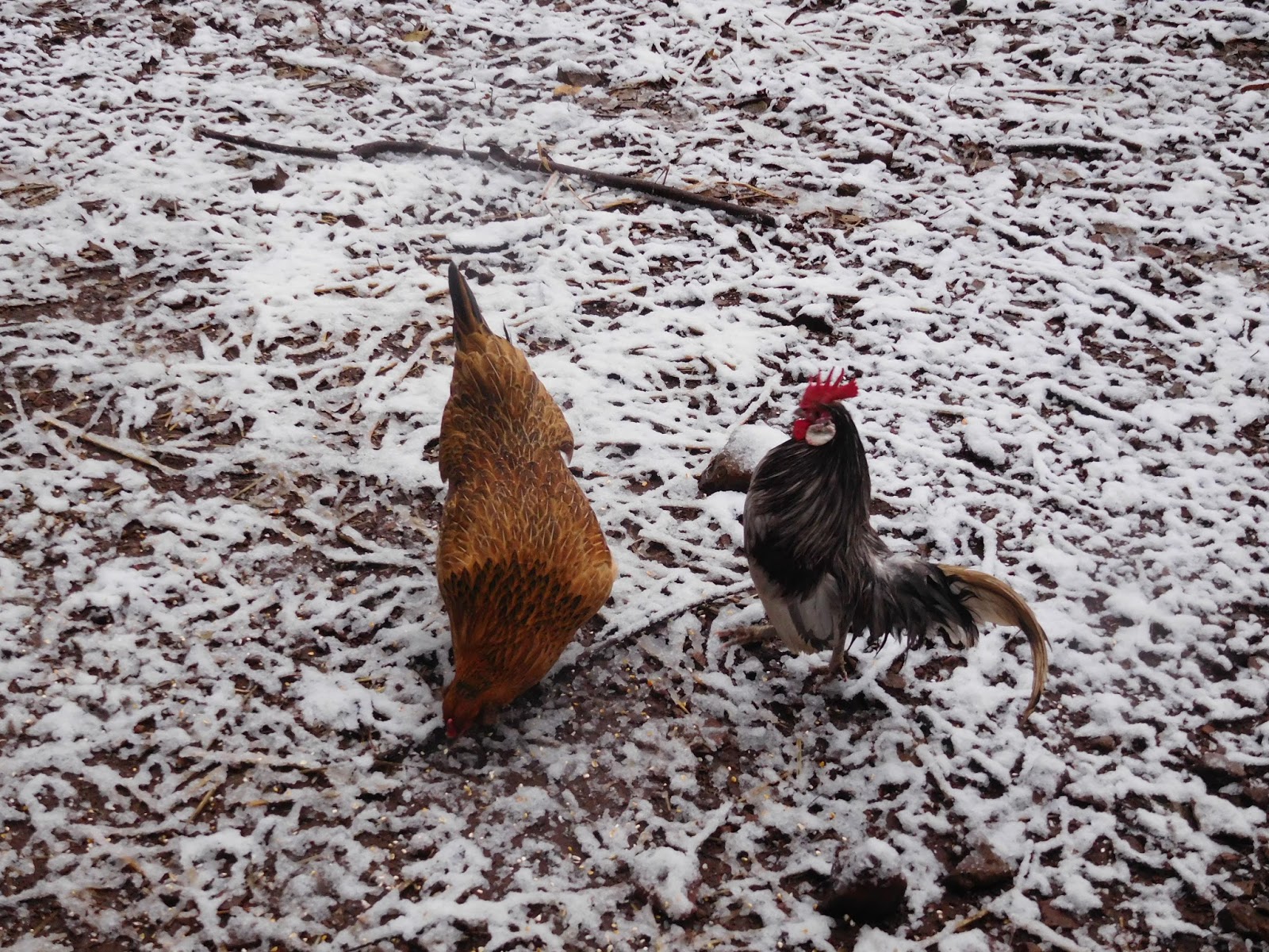 Chickens in the Snow A Mountain Hearth