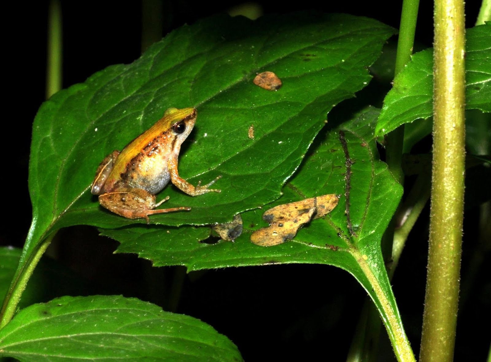 Species New to Science [Herpetology • 2019] Phrynobatrachus bibita • A