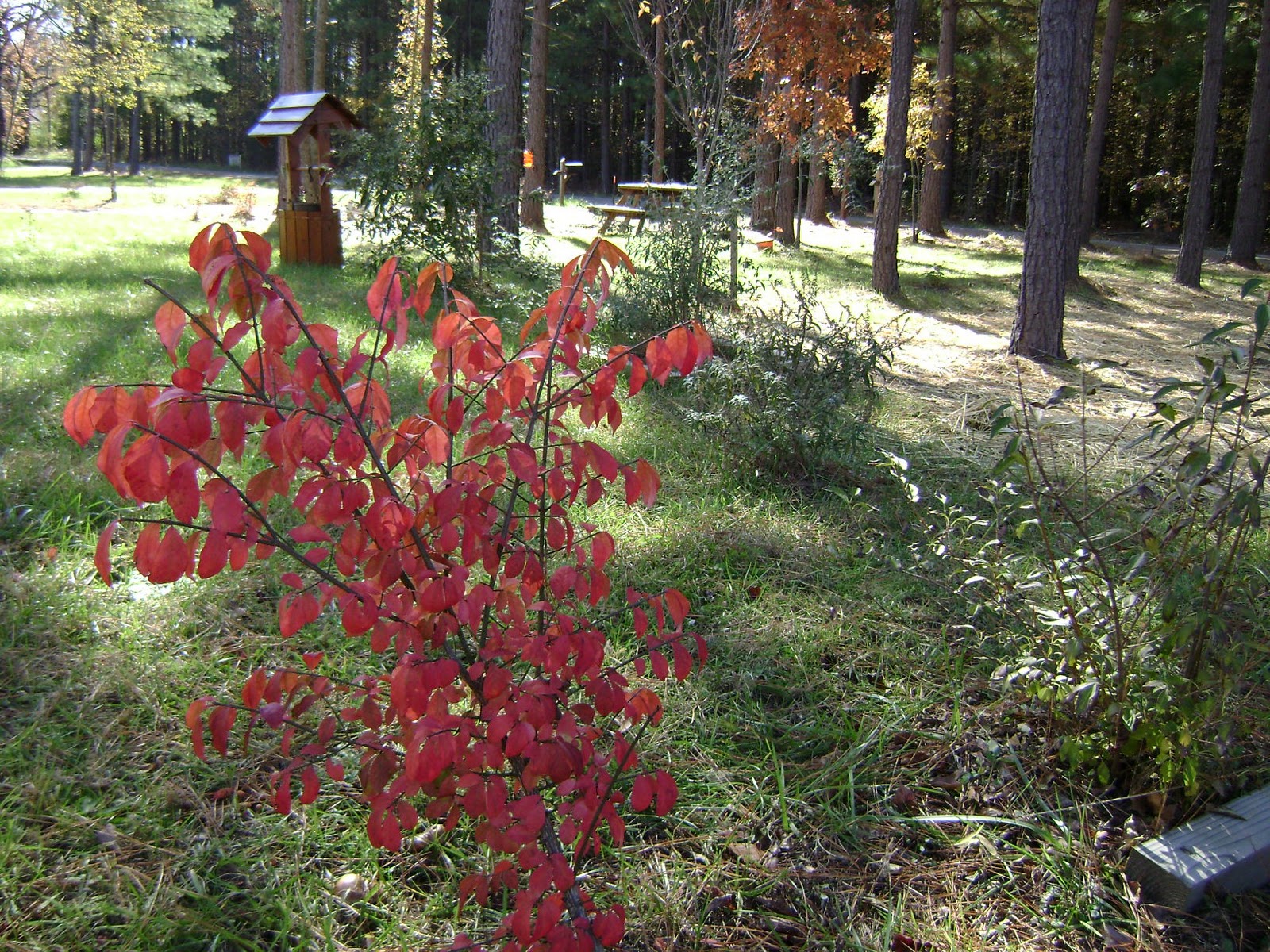 Echoes Of Eden Dayle King Searle What If Your Burning Bush Isn T