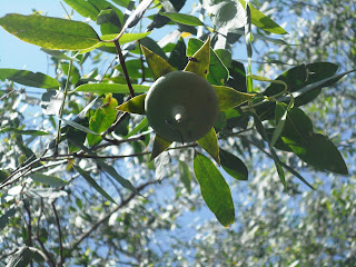 Rambai (Soneratia caseolaris)