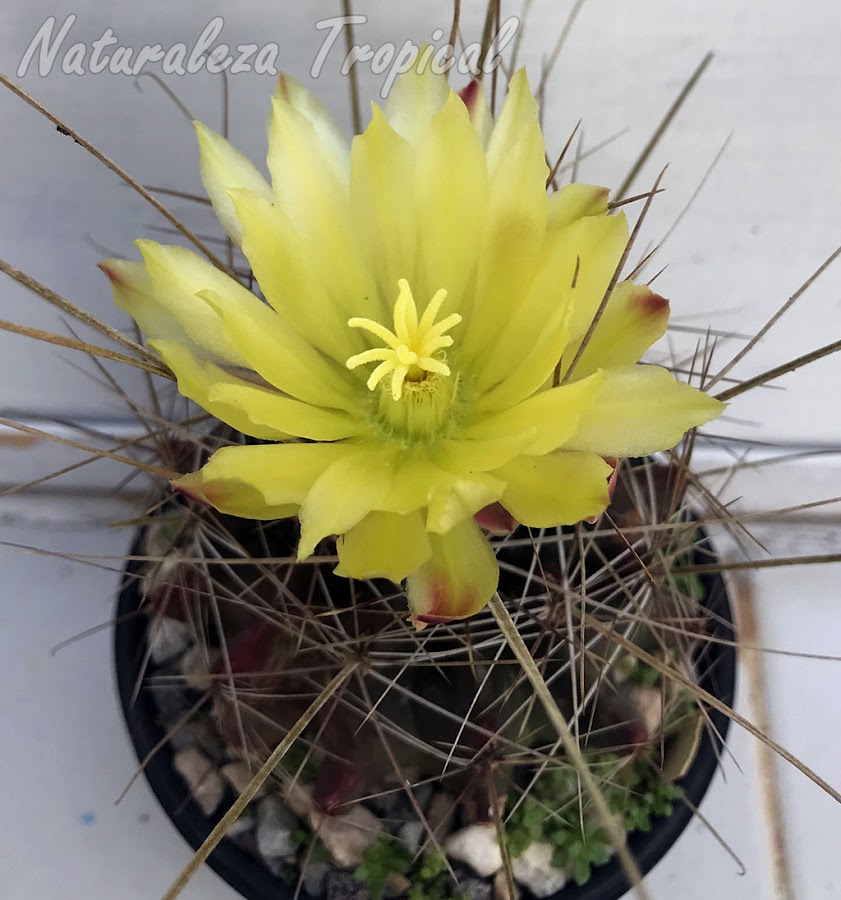 Detalles de la flor del cactus Ferocactus hamatacanthus