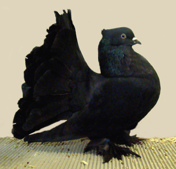 fantail pigeon, fantail pigeons, about fantail pigeon, fantail pigeon characteristics, fantail pigeon color, fantail pigeon origin, fantail pigeon tame, fantail pigeon size
