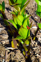 Lily Leaf Beetle Adults mating (Lilioceris lilii) Lily Leaf Beetle Adults mating (Lilioceris lilii)