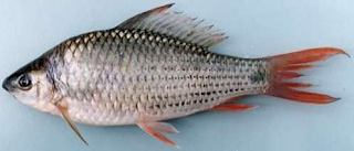 Morfologi Ikan Nilem