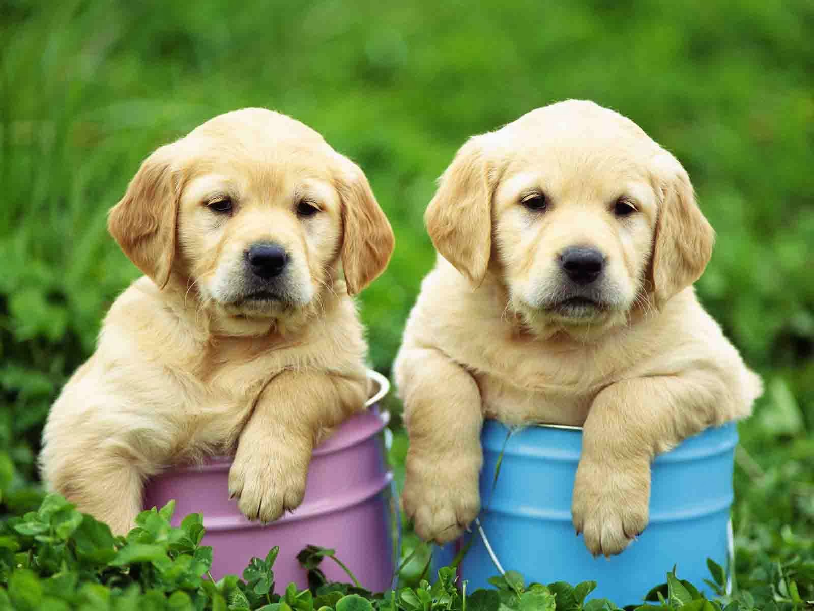 cuute puppies
