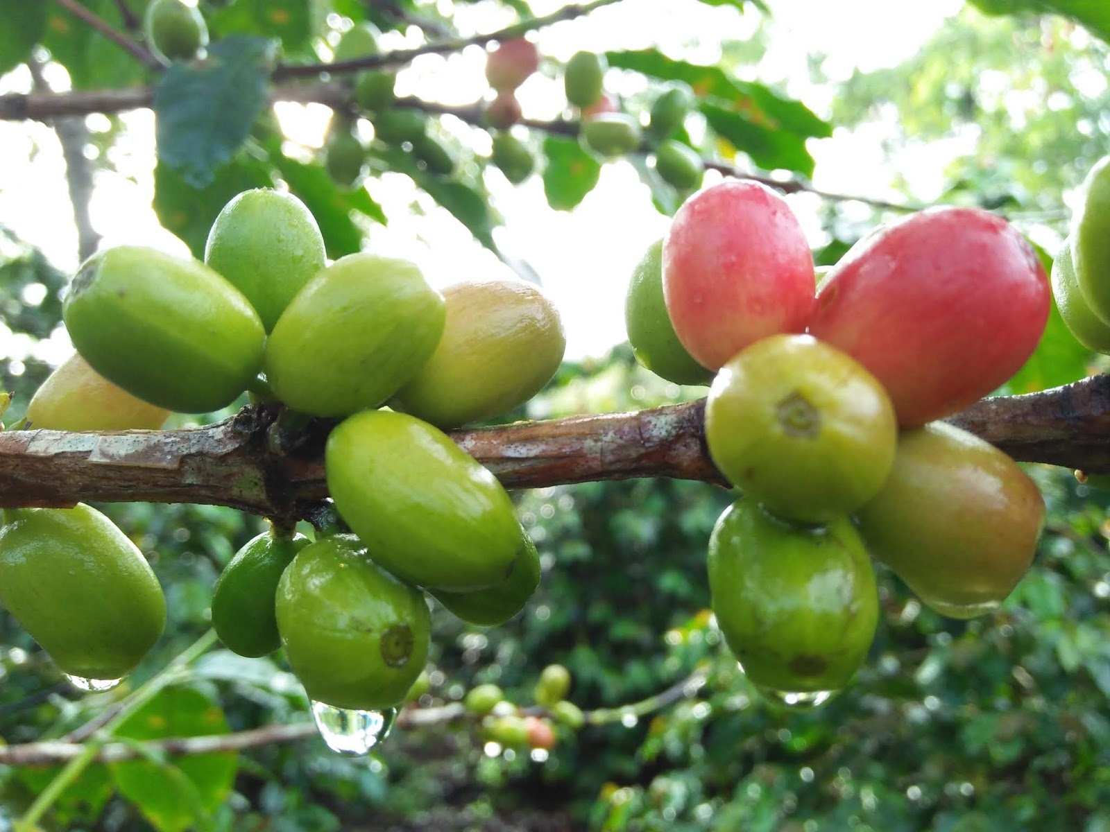 gayo sumatra gayo sumatra