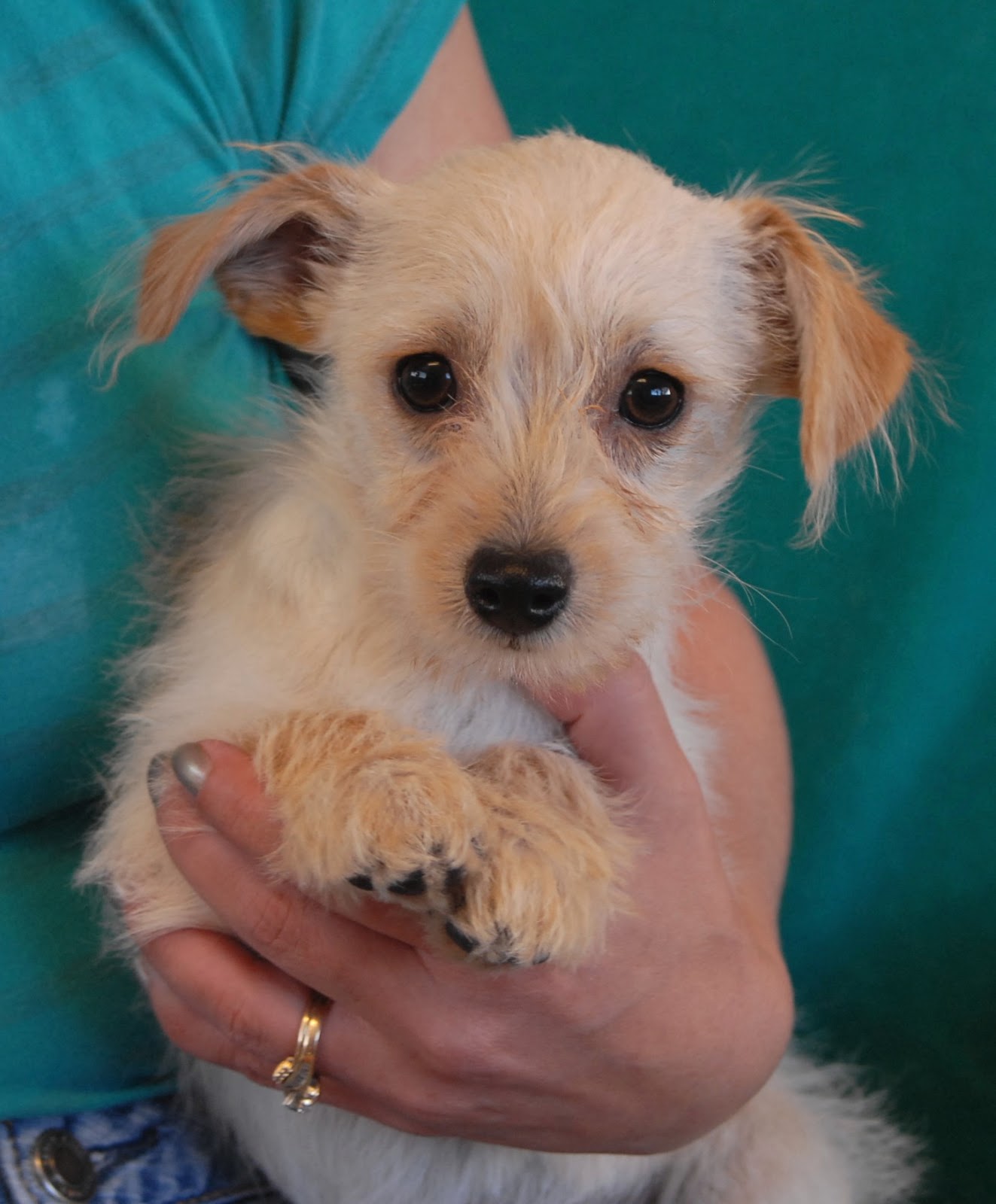 Dogs For Adoption Near Me Aspca Photos All Recommendation