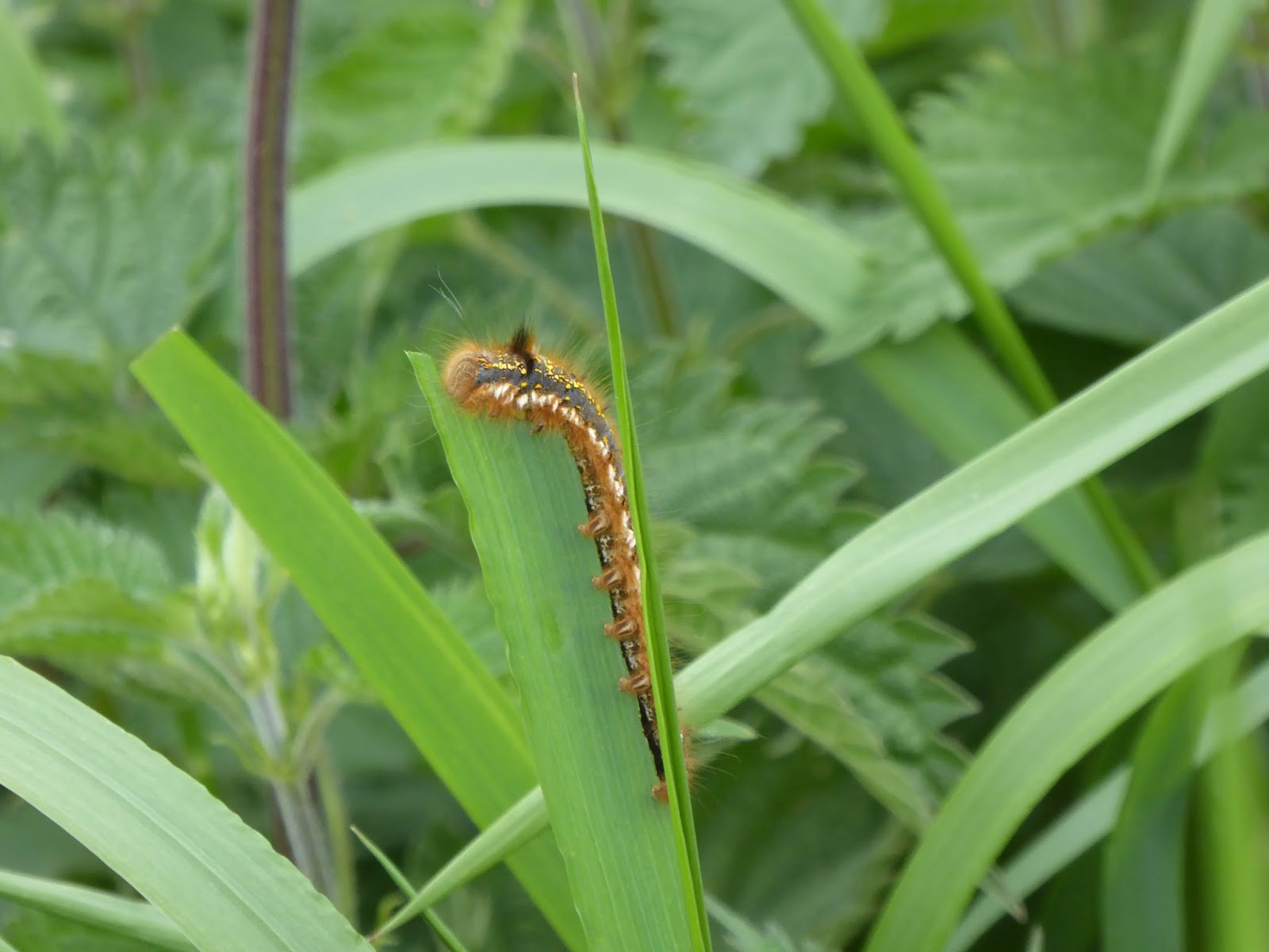 Wild and Wonderful Butterfly and Moth Larvae... My Photos