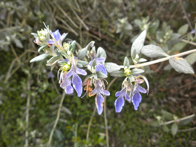 teucrium