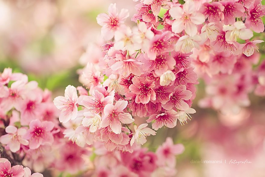 الألوان الوردية لأزهار شجرة الكرز اليابانية أو زهرة الساكورا