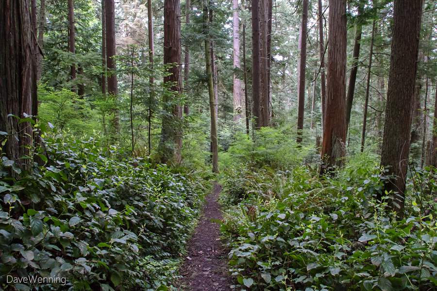 Lower Forest Trail,
Deception Pass State Park