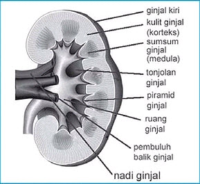 Kidney Structure