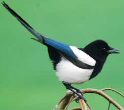 birds magpie omen sorrow england bird europe jeziorki britain wa
