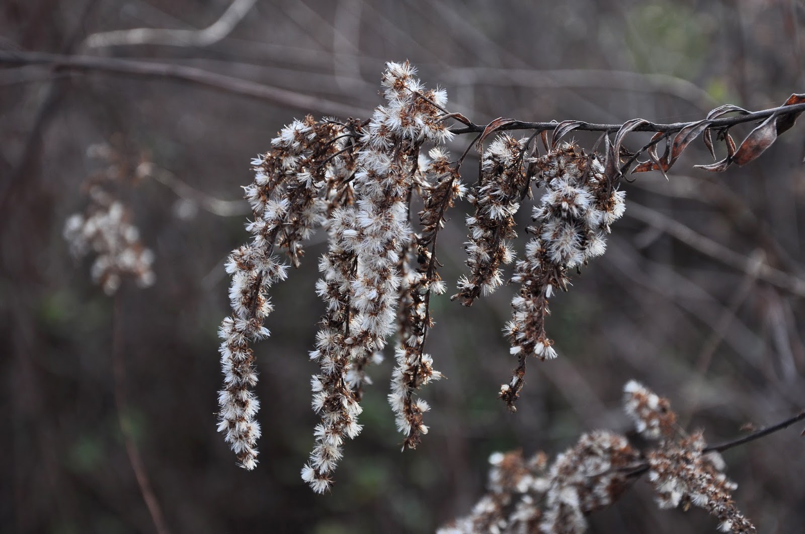Winter Wildflowers