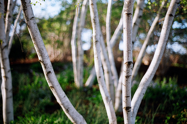 Betula