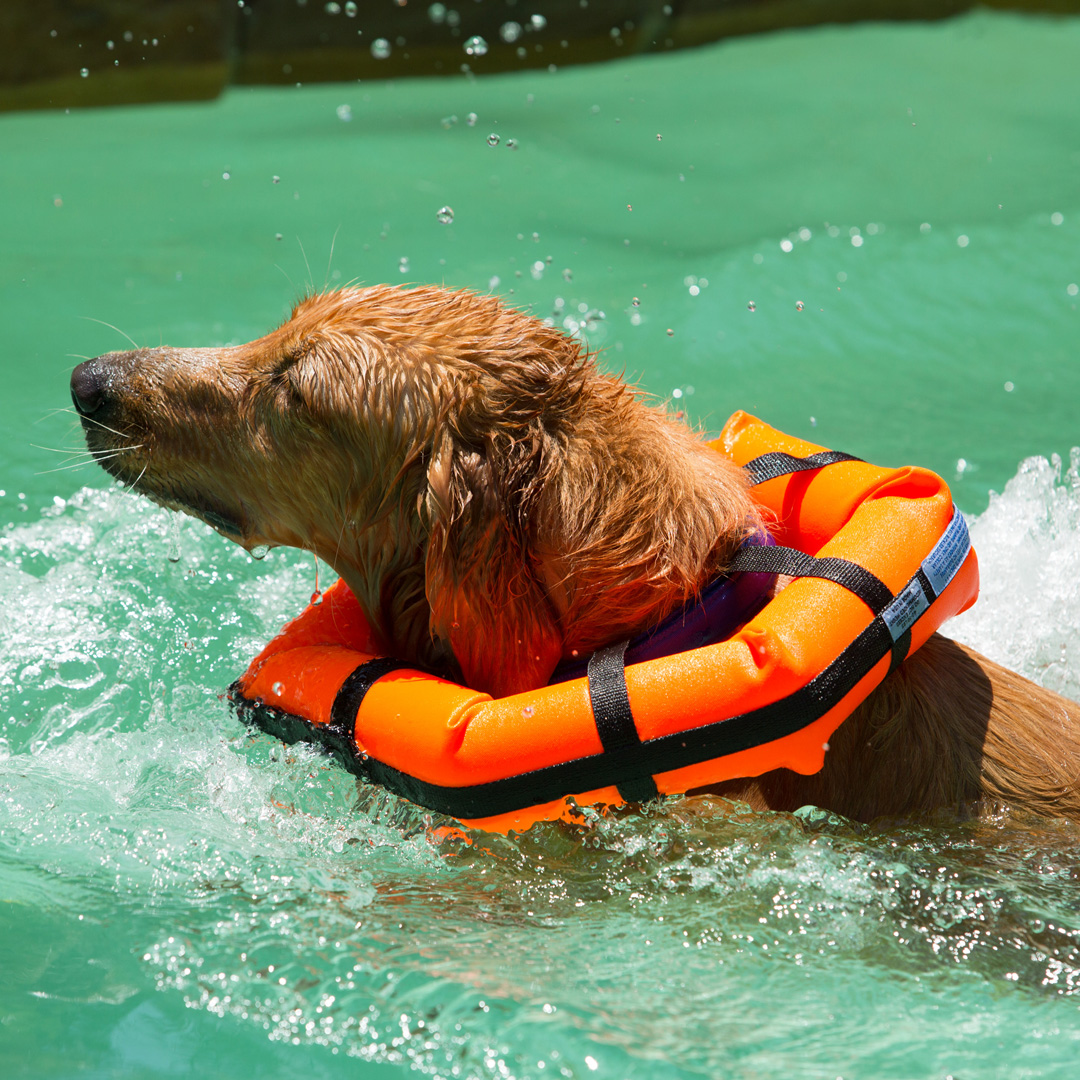 Can Dogs Swim Naturally Can Dogs Swim Naturally