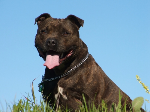 Everything about your Staffordshire Bull Terrier - LUV My dogs