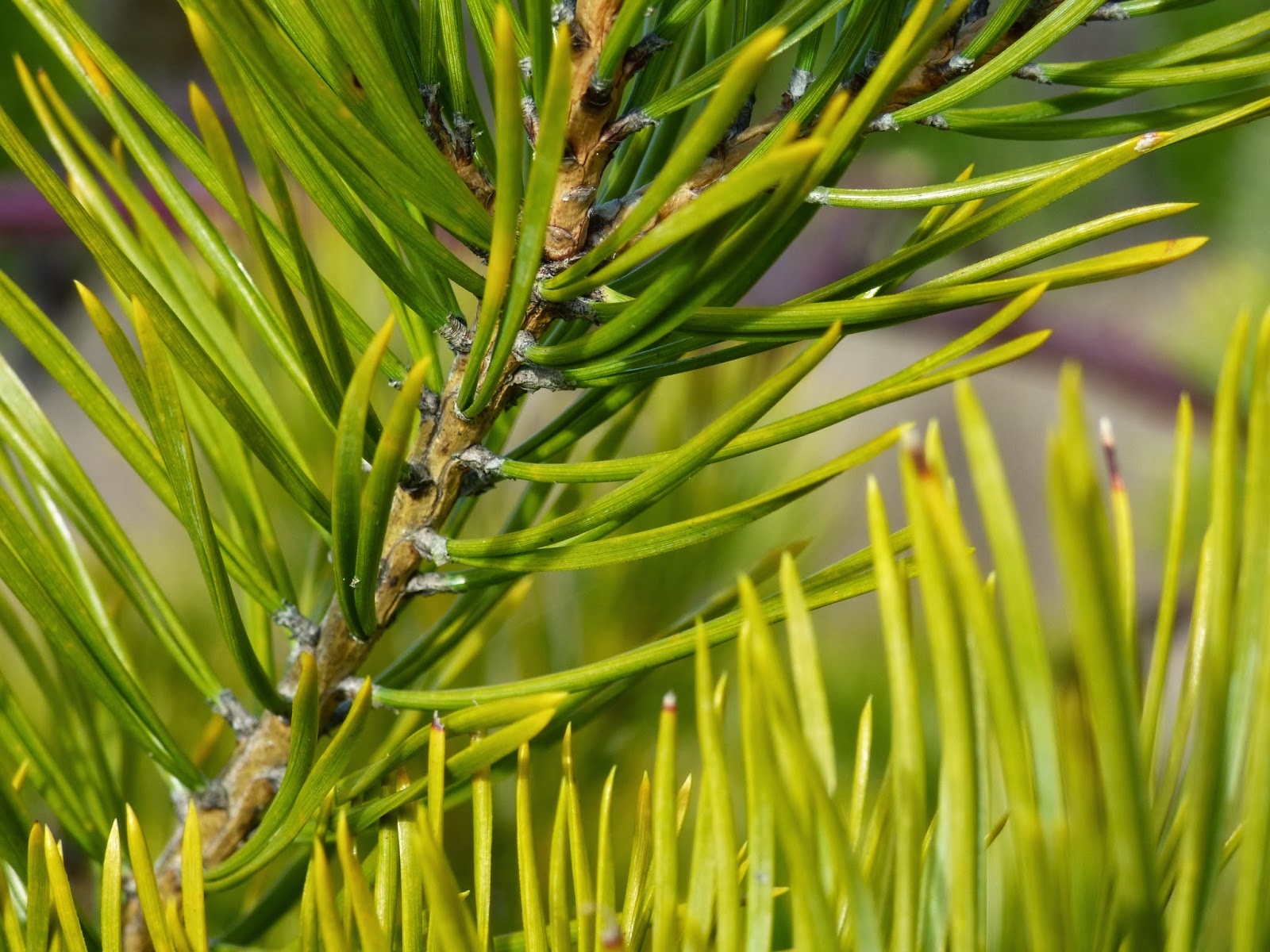 Trees Two Needle Pines