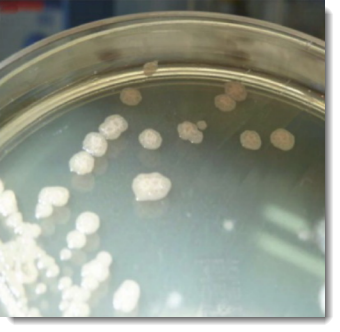 Tres cepas de Bacillus licheniformis aisladas de los tapetes microbianos del Delta del Ebro, España, en el medio de cultivo MRS agar Tres cepas de Bacillus licheniformis aisladas de los tapetes microbianos del Delta del Ebro, España, en el medio de cultivo MRS agar