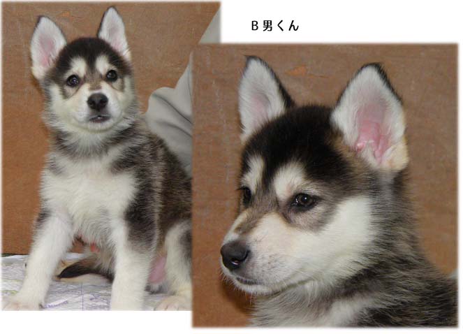 ウルフドッグ yamatoパック ウルフドッグ子犬 写真new ウルフドッグ yamatoパック ウルフドッグ子犬 写真new