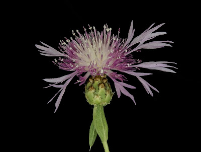 Centaurea diluta