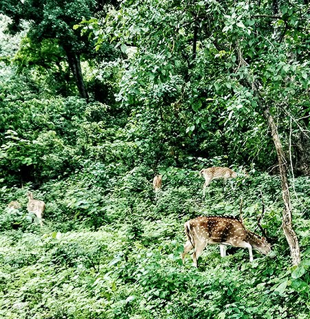 IN CORBETT NATIONAL PARK, INDIA | STYLE PANORAMA BY DHEERA JOSHI jim corbett national park ,spotted deer ,travel ,style panorama