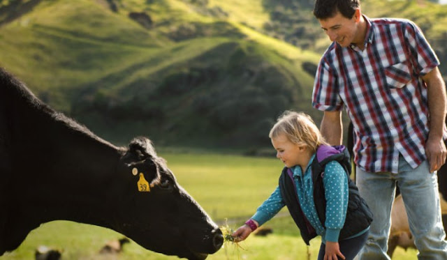 Image result for lembu new zealand fernleaf