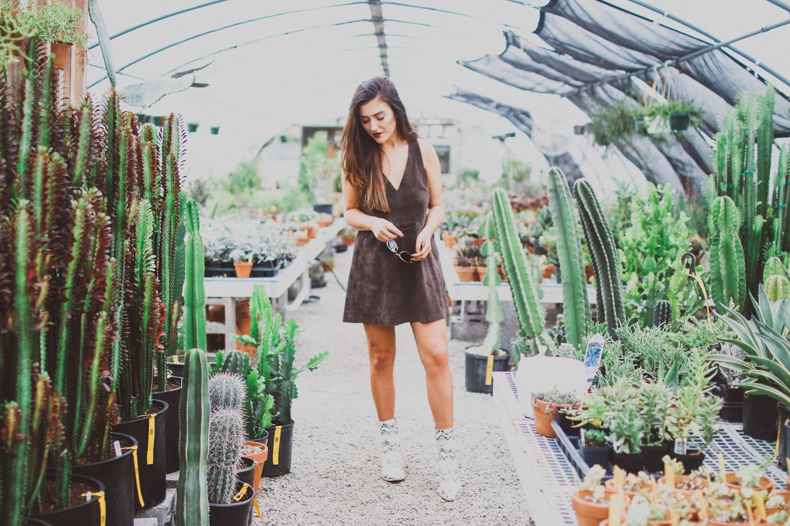 Nashville Guide Where To Buy Cacti Sarah Belle Elizabeth