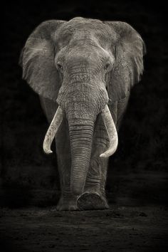 elephant images