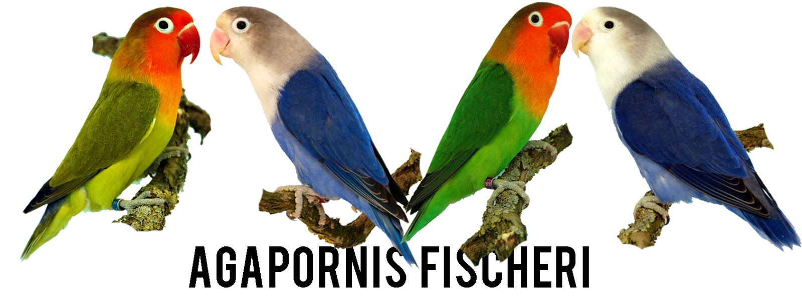 Knowing The Types Of Fischer's Lovebird Knowing The Types Of Fischer's Lovebird