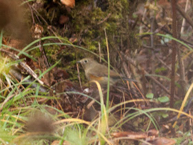 Red-flanked Bluetail - Norfolk