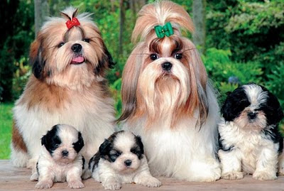 Como saber se meu shih tzu é puro