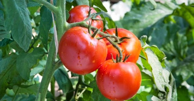 Jendela Bahasa dan Sastra Contoh Teks Laporan Hasil