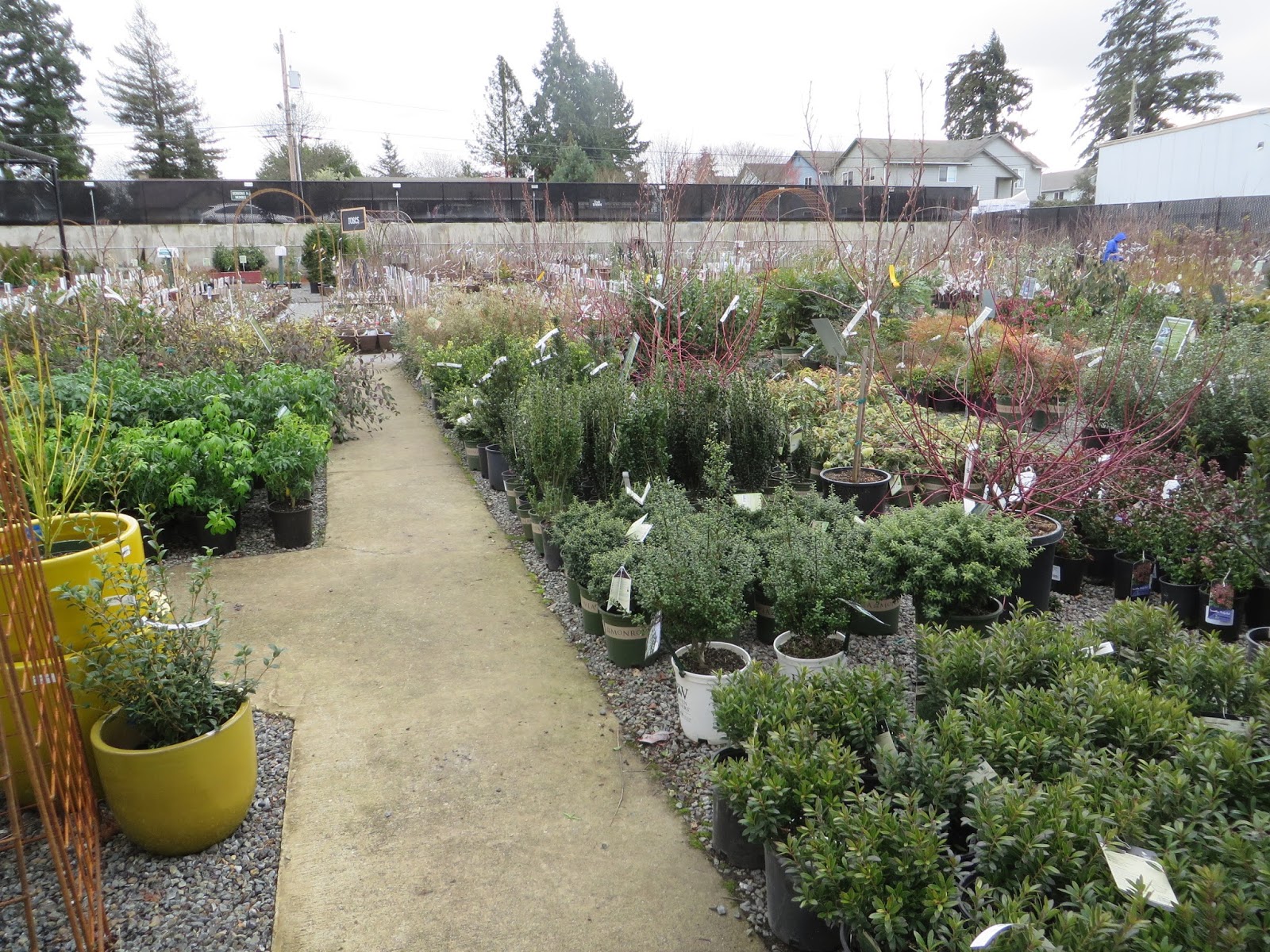 Nursery Visit Sky Nursery Seattle