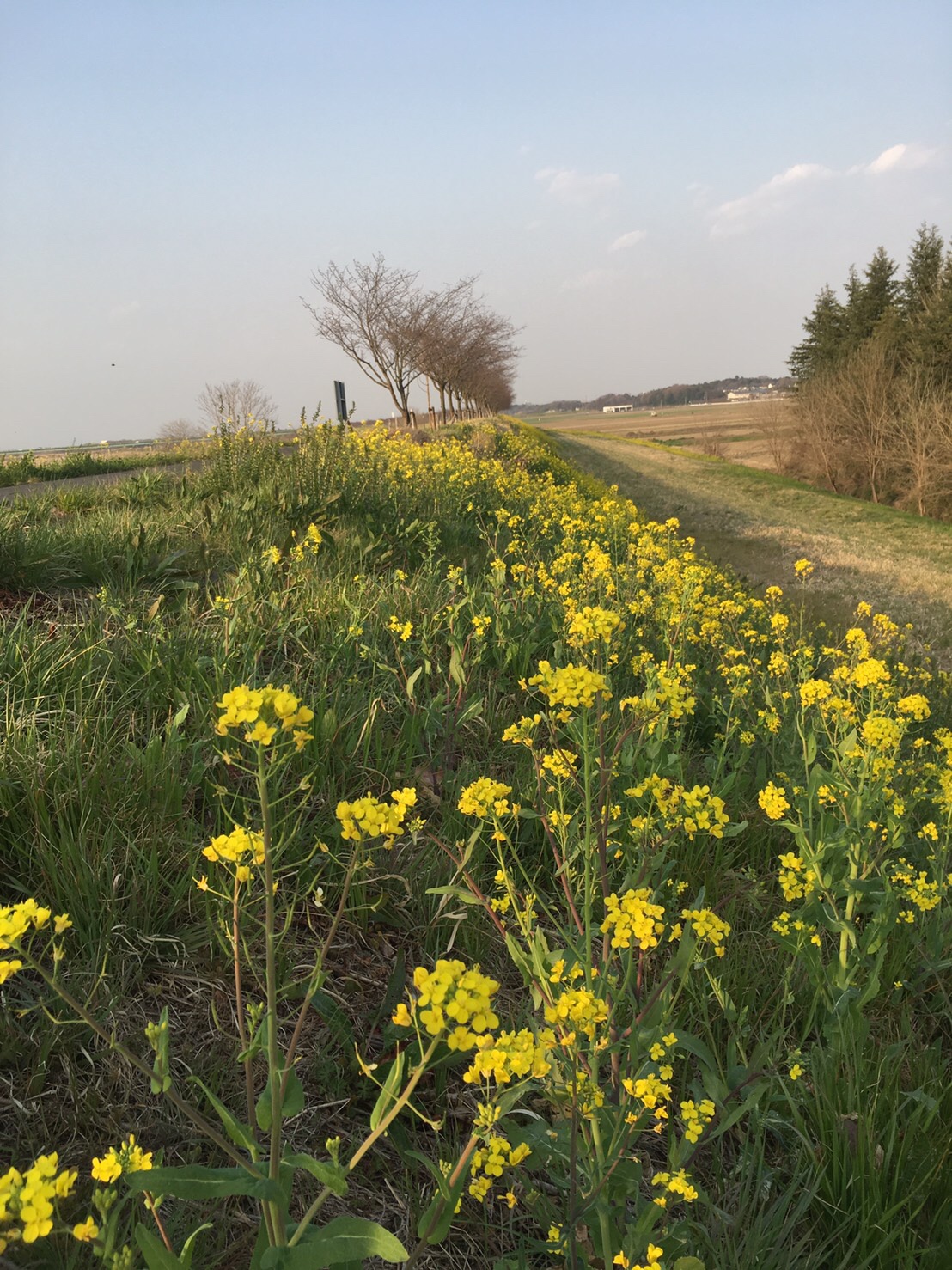 トヨタレンタリース栃木 本社女子部ログ 3月 19