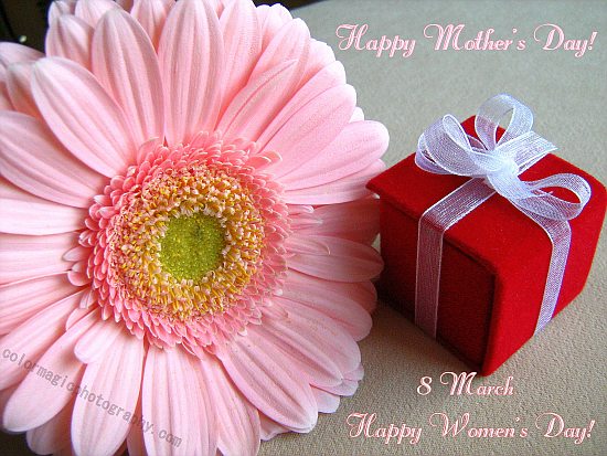 Mother's Day greeting card with gerbera and small giftbox-from colormagicphotography.com